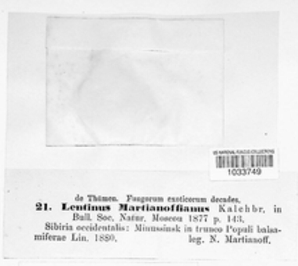 Lentinus martianoffianus image